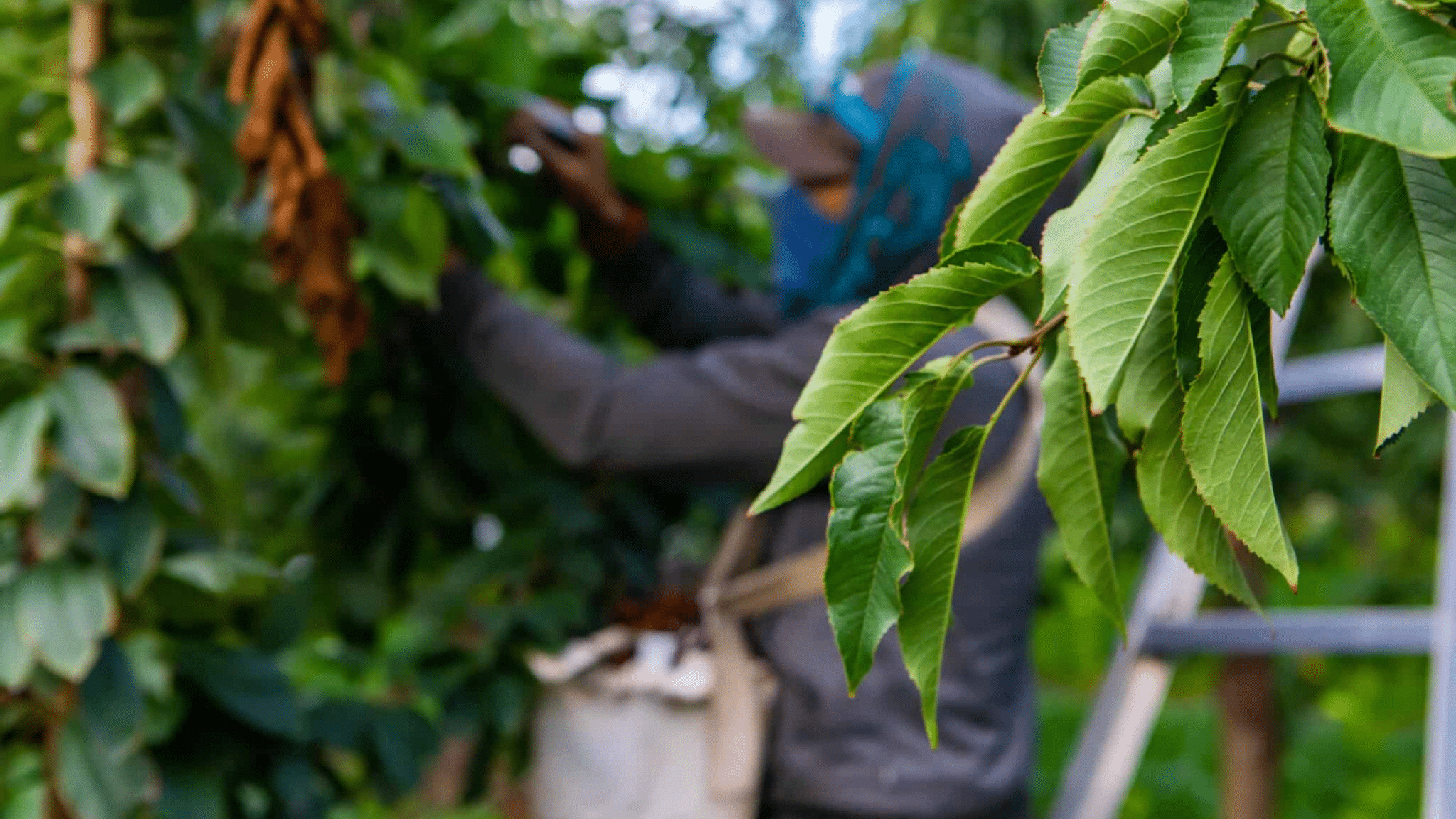 Green,cherry,tree,leaves,and,hired,season,farm,worker,picking,migrant And Seasonal Worker Protection Act (mspa)