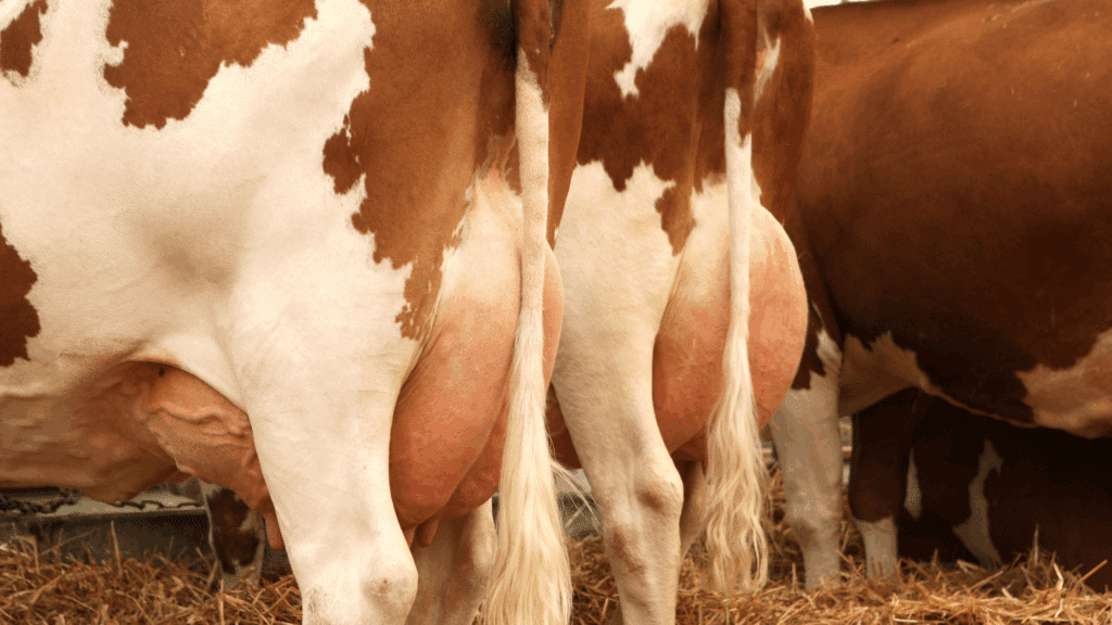 Dairy Plant Manufacturing, Milk Plant